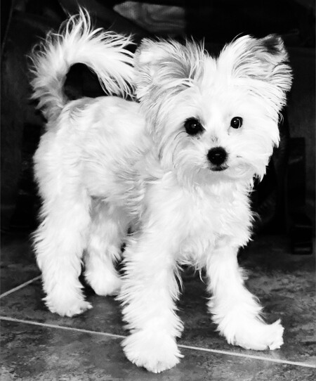 Entry image for Riley. Clicking this image will show a larger photo