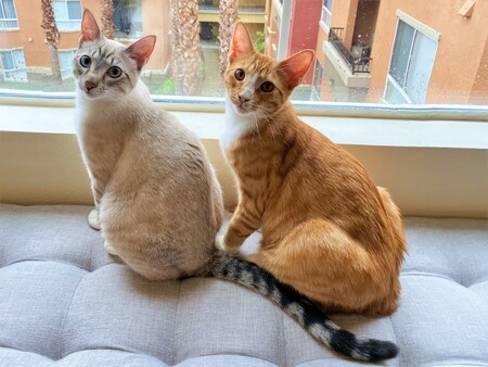 Entry image for Thor & Simba. Clicking this image will show a larger photo