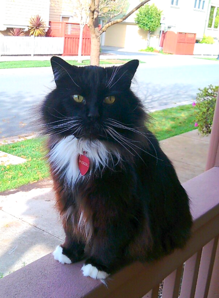 Entry image for Whiskers. Clicking this image will show a larger photo