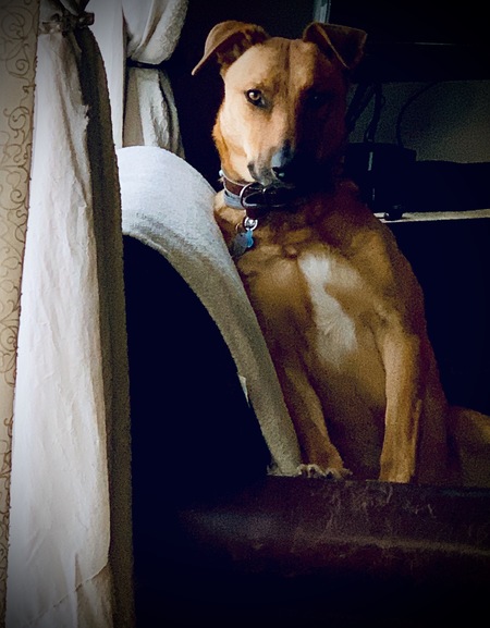 Entry image for Rex. Clicking this image will show a larger photo