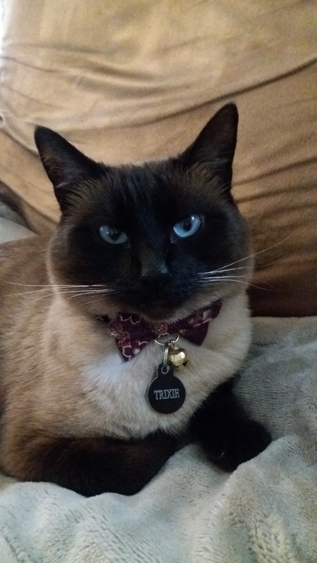 Entry image for Trixie. Clicking this image will show a larger photo
