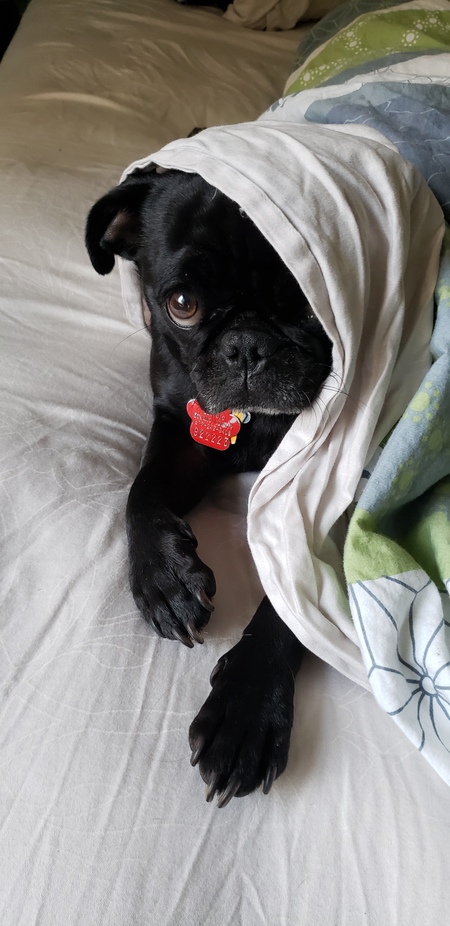 Entry image for Bubba. Clicking this image will show a larger photo