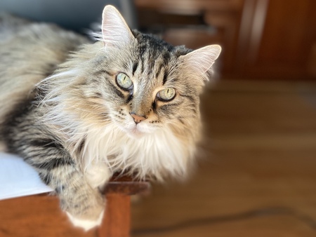 Entry image for Zoey. Clicking this image will show a larger photo