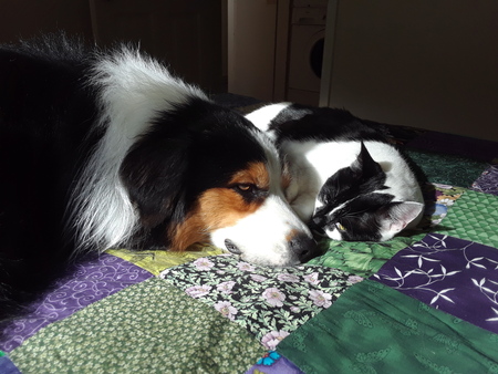 Entry image for Bo & Ansel. Clicking this image will show a larger photo
