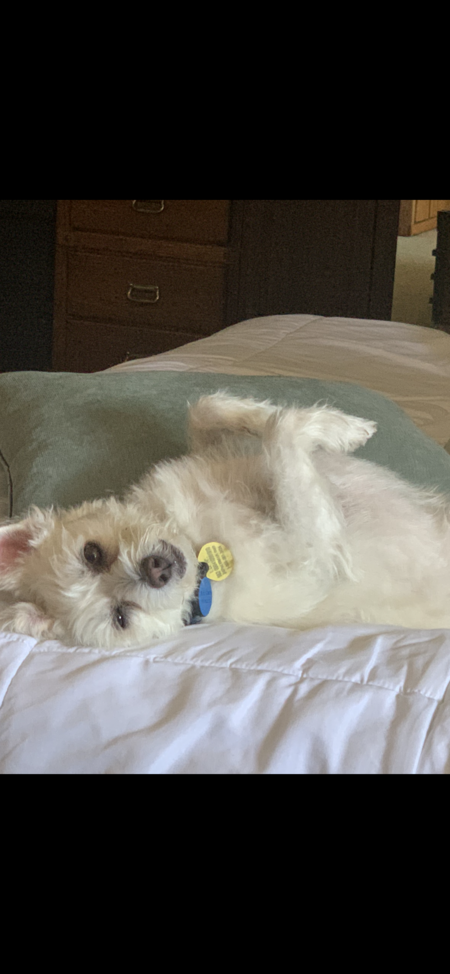 Entry image for Buddy. Clicking this image will show a larger photo