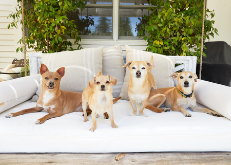 Entry image for Annie, Toffee, Elin & Lucy. Clicking this image will show a larger photo