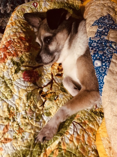 Entry image for Lyla. Clicking this image will show a larger photo