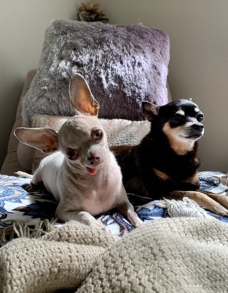 Entry image for Yoda & Pierre. Clicking this image will show a larger photo