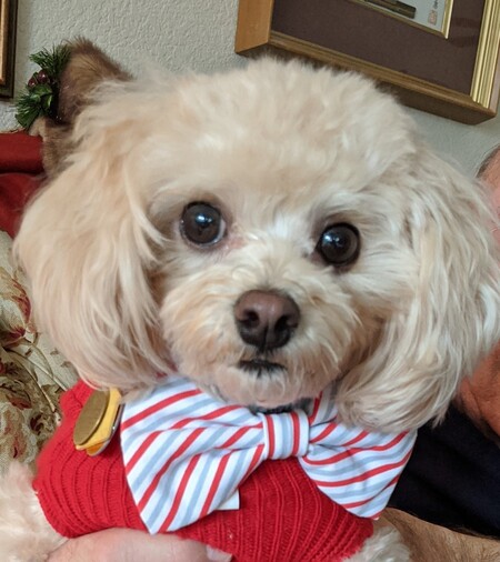 Entry image for Toby. Clicking this image will show a larger photo