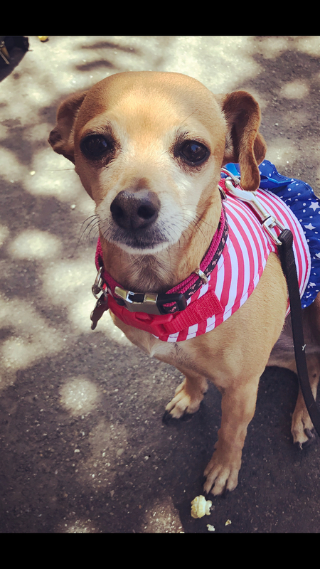 Entry image for Sammy. Clicking this image will show a larger photo