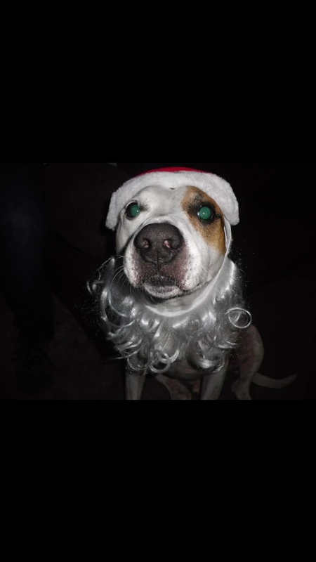 Entry image for Toby. Clicking this image will show a larger photo
