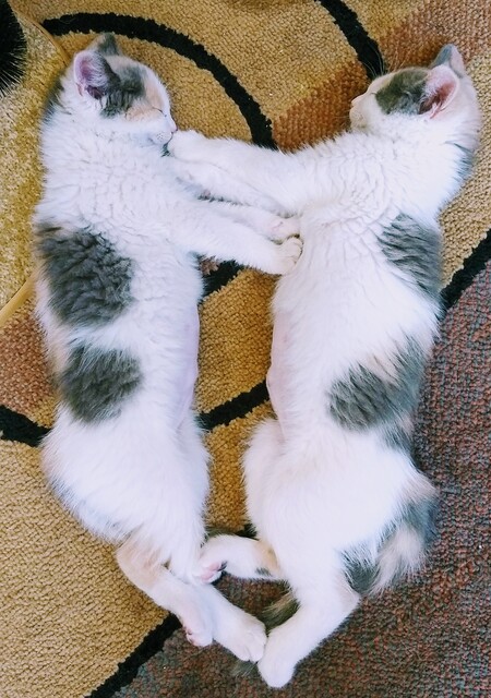 Entry image for Bella and Luna. Clicking this image will show a larger photo