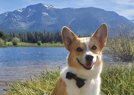 Entry image for Wally. Clicking this image will show a larger photo