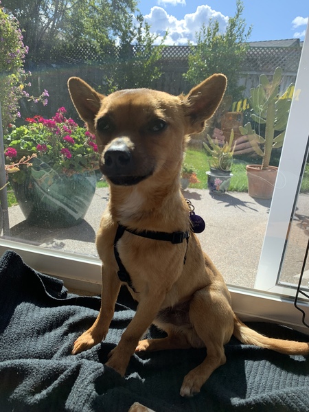 Entry image for Chico . Clicking this image will show a larger photo