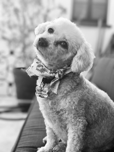 Entry image for Sophie. Clicking this image will show a larger photo