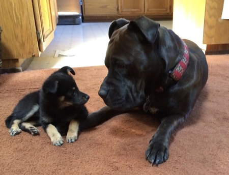 Entry image for Bella (Pit-X) and Teddi (one eyed pom-poo-X). Clicking this image will show a larger photo
