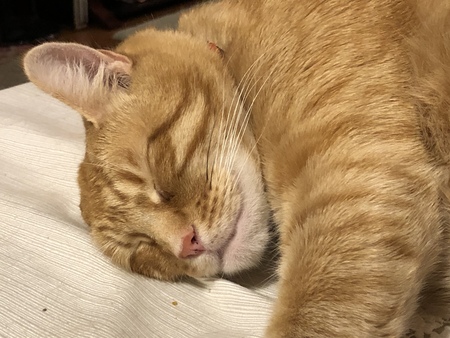 Entry image for Garfield . Clicking this image will show a larger photo