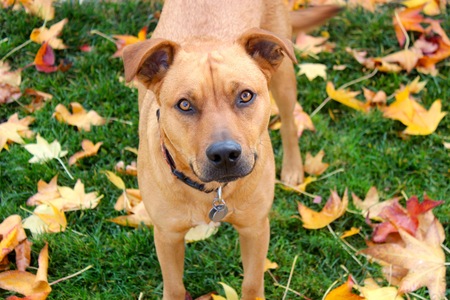 Entry image for Marley. Clicking this image will show a larger photo