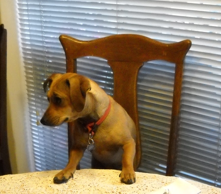 Entry image for Mr. Wiggles. Clicking this image will show a larger photo