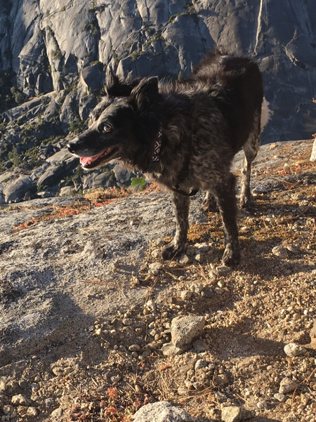 Entry image for Mitzi. Clicking this image will show a larger photo