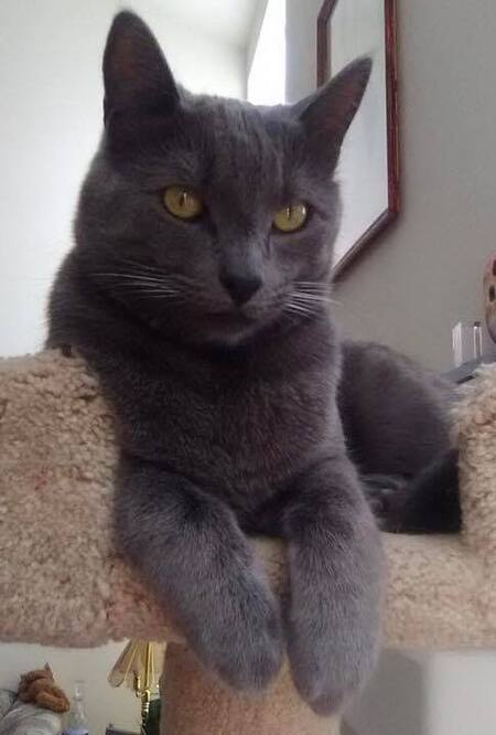 Entry image for Binky. Clicking this image will show a larger photo