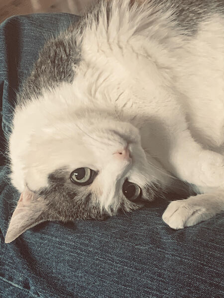 Entry image for Maisie. Clicking this image will show a larger photo