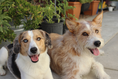 Entry image for Cooper and Charlie. Clicking this image will show a larger photo