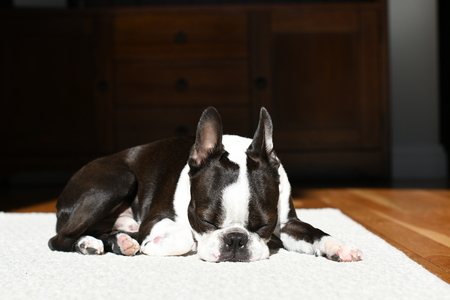 Entry image for Otis. Clicking this image will show a larger photo