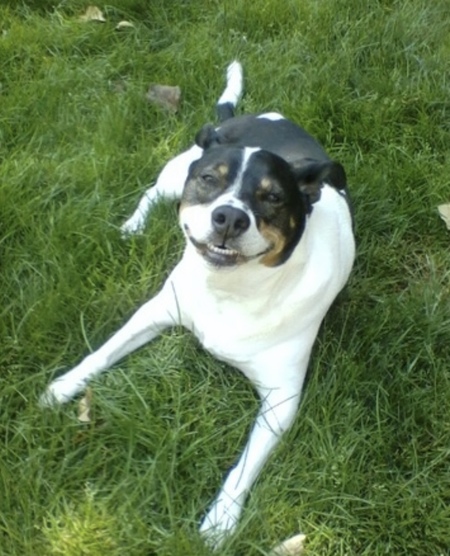 Entry image for Posey. Clicking this image will show a larger photo