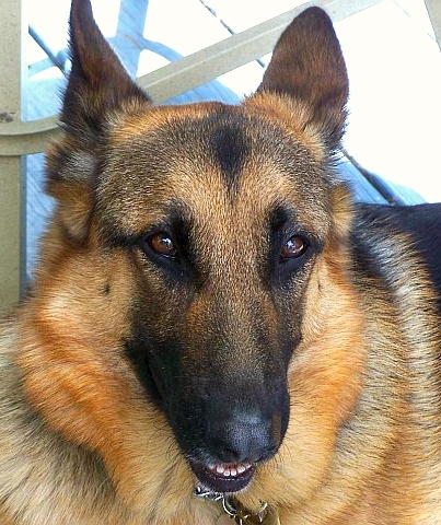 Entry image for Sadie. Clicking this image will show a larger photo