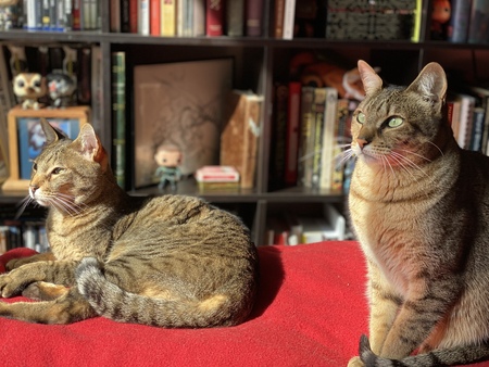 Entry image for Monkey & Lyla. Clicking this image will show a larger photo