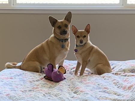 Entry image for Opie and Timmy. Clicking this image will show a larger photo