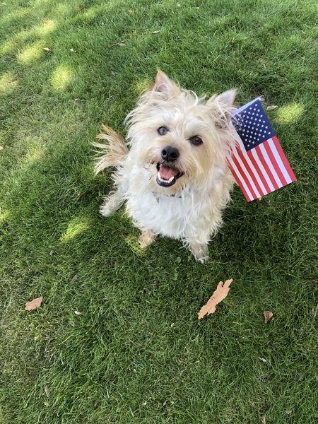 Entry image for Oliver. Clicking this image will show a larger photo