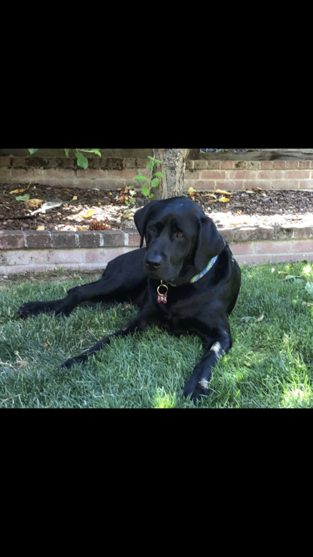 Entry image for George. Clicking this image will show a larger photo