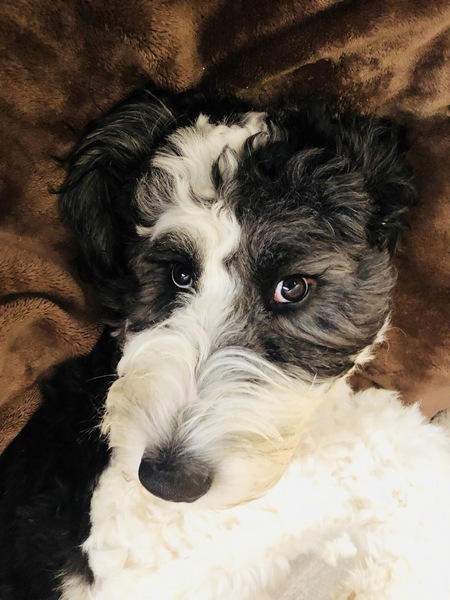Entry image for Barkley . Clicking this image will show a larger photo