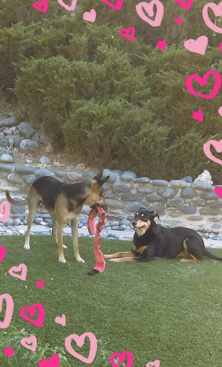 Entry image for Tink and Anya. Clicking this image will show a larger photo