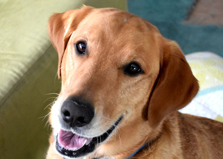 Entry image for Bodie. Clicking this image will show a larger photo