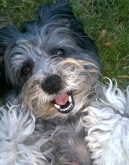 Entry image for Lacy. Clicking this image will show a larger photo