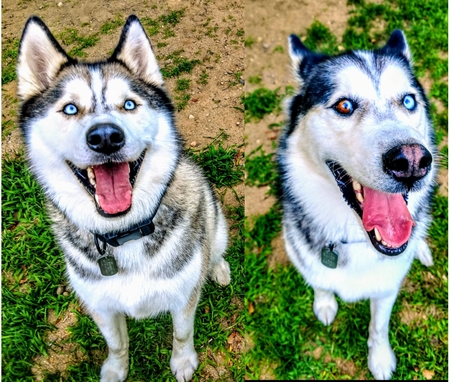 Scout & Gunnar