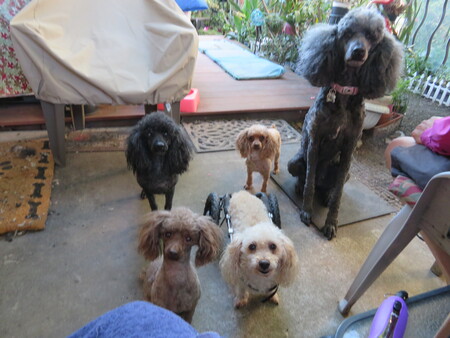 Malone, Bossy, Maxi(million), Gigi, Mikah