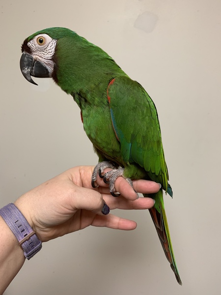 Lizzie - my Severe Macaw