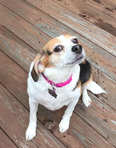 Lulu Bell