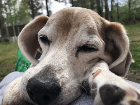 Bella