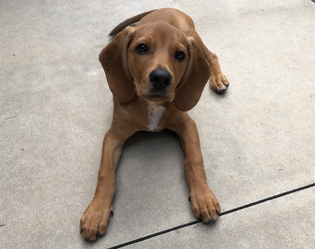 Waylon (DNA test shows he is 50% beagle)