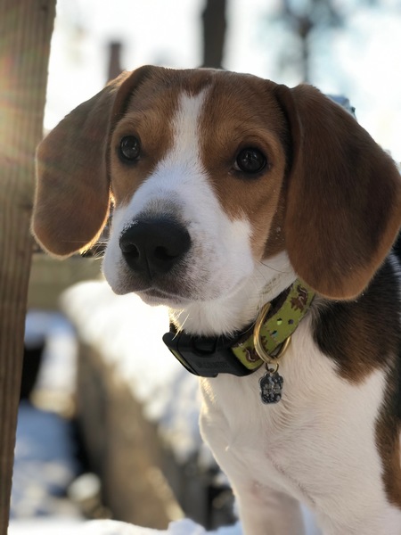 Franklin