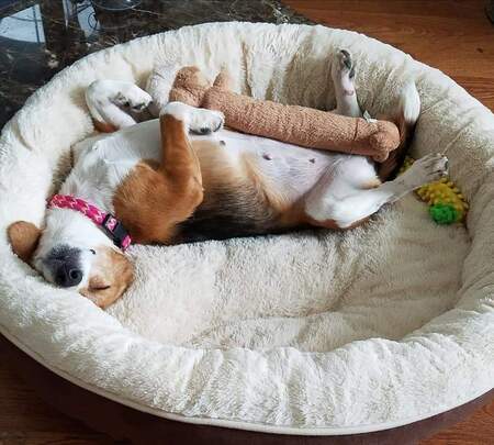 Roxi