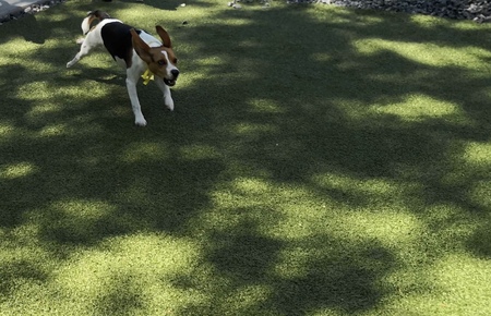 Franklin (formerly Moose)