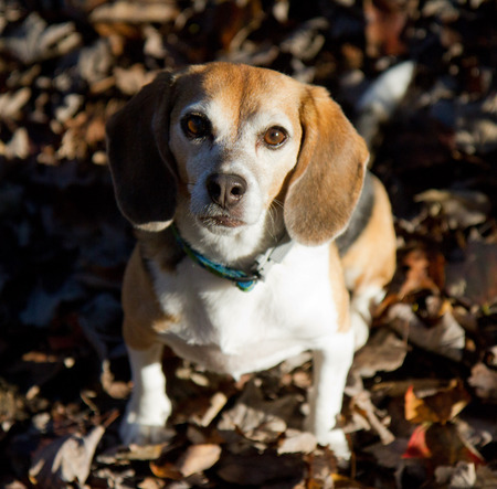 Maggie