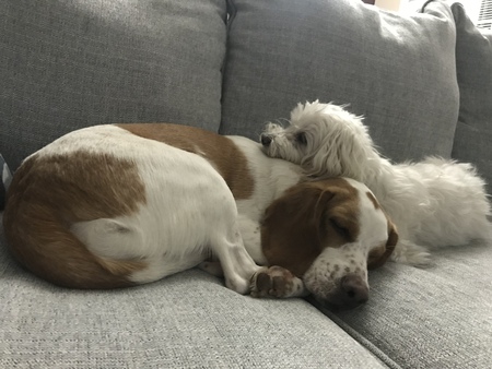 Ollie (with sister Nala)