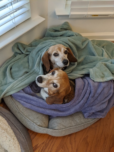 Lainey & Barkley
